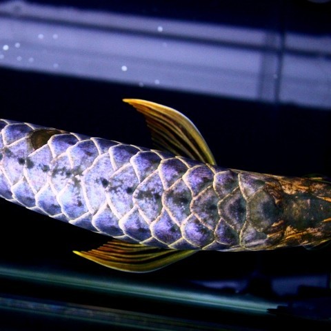 Zakarpatska1 Blue backed Arowana