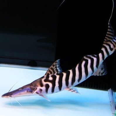 Zakarpatska1 Zebra duck billed fish