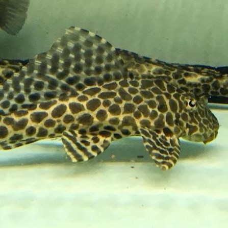 Zakarpatska1 Leopard fish