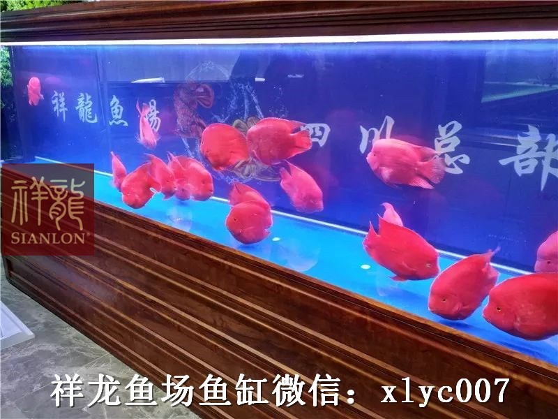 Zakarpatska1 Custom made aquarium in hotel exhibition hall