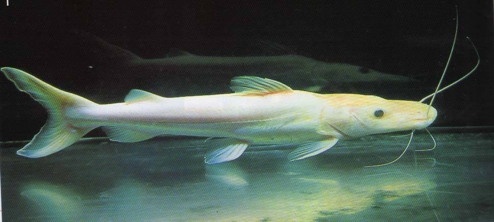 Zakarpatska1 Albino duck billed fish