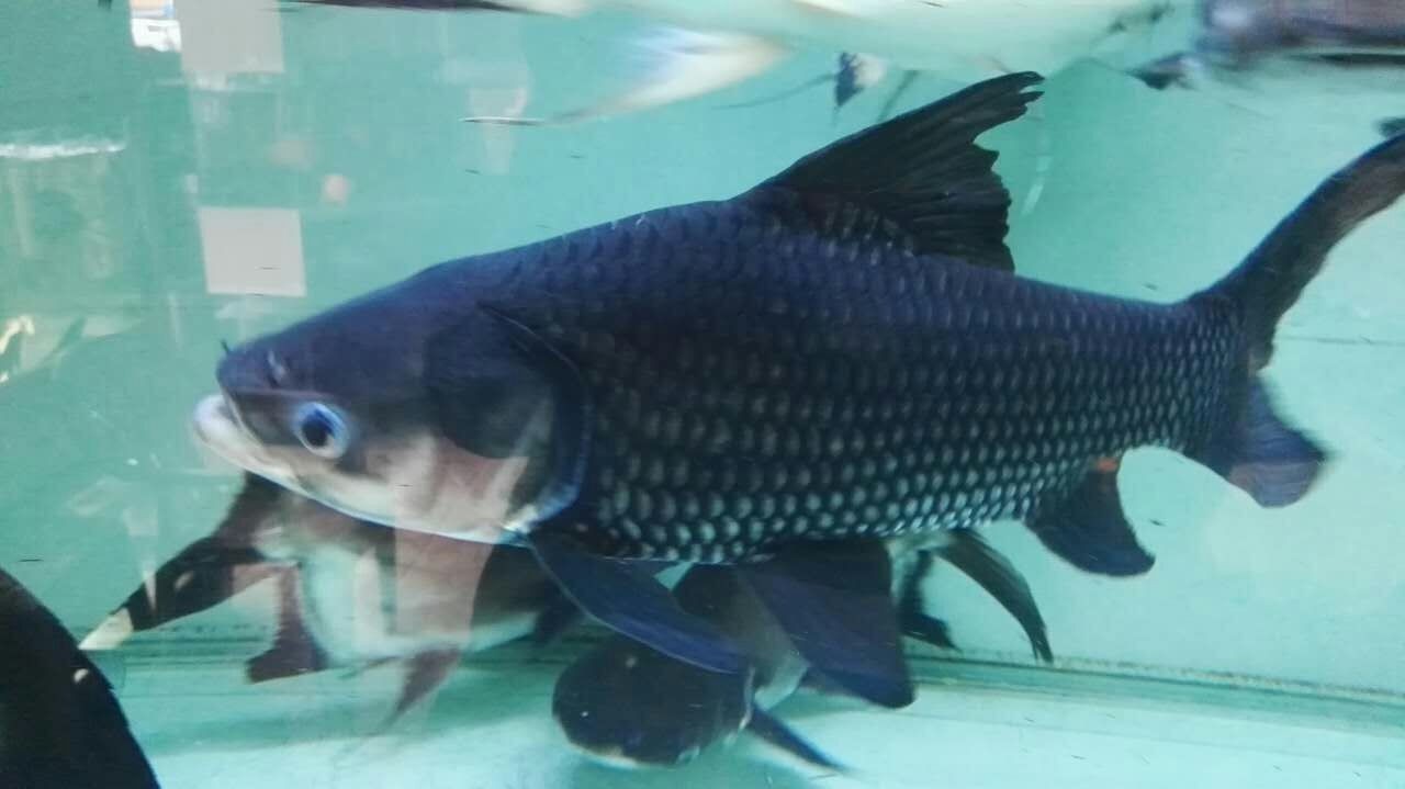 Zakarpatska1 Siamese giant carp