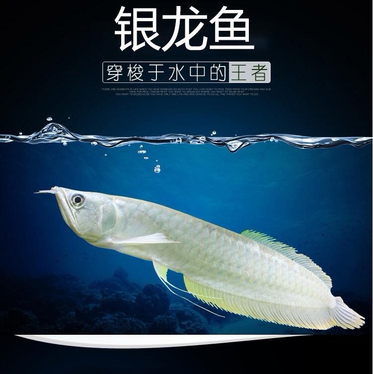 Zakarpatska1 Silver Arowana