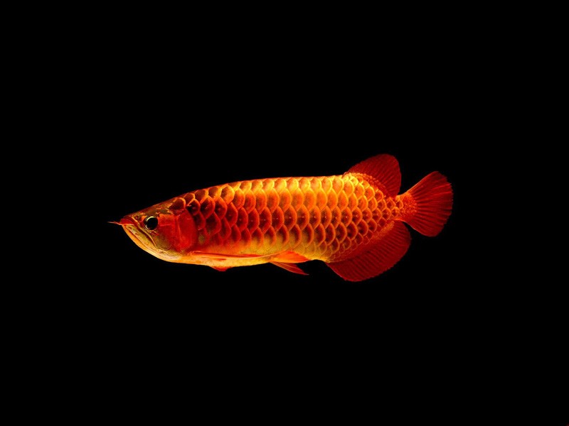 Zakarpatska1 Red arowana with blue background