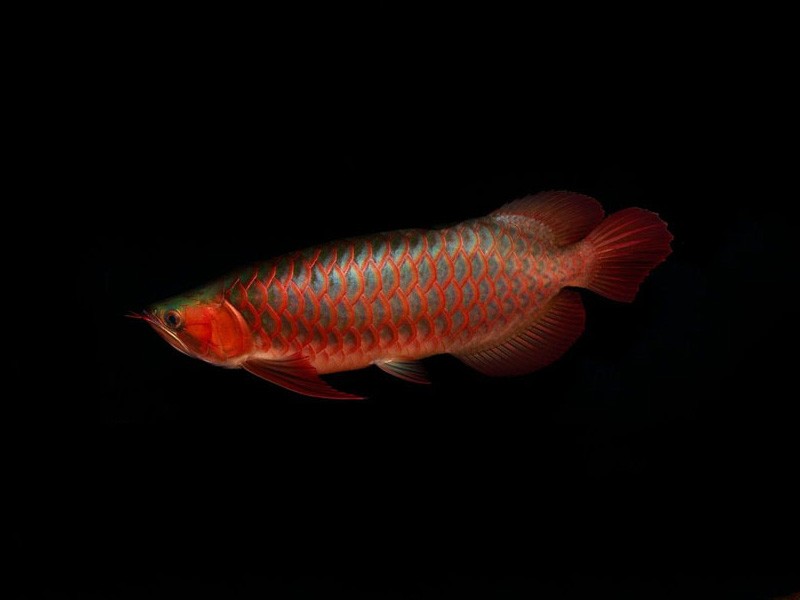 Zakarpatska1 Red arowana with green bottom