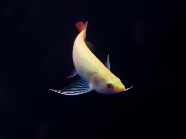 Zakarpatska1 Albino red Arowana