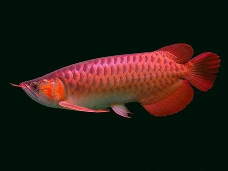 Zakarpatska1 Chili red Arowana