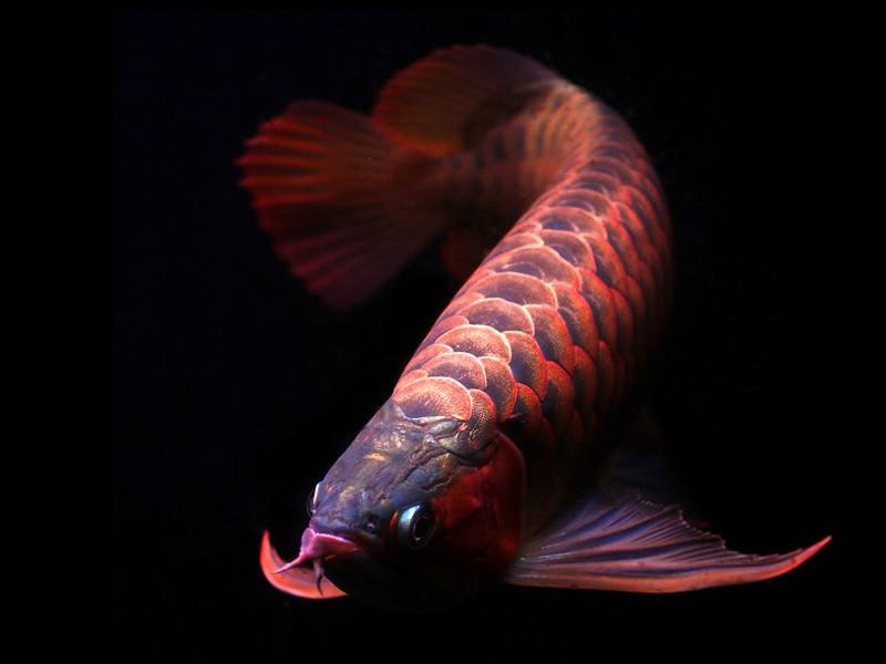 Zakarpatska1 Orange red Arowana