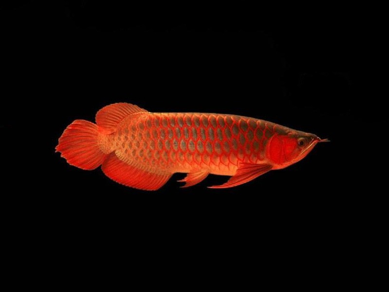 Zakarpatska1 Red bottom red Arowana