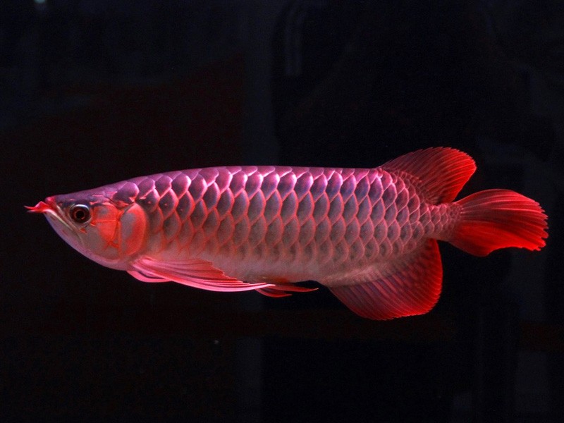 Zakarpatska1 Great Lake red Arowana